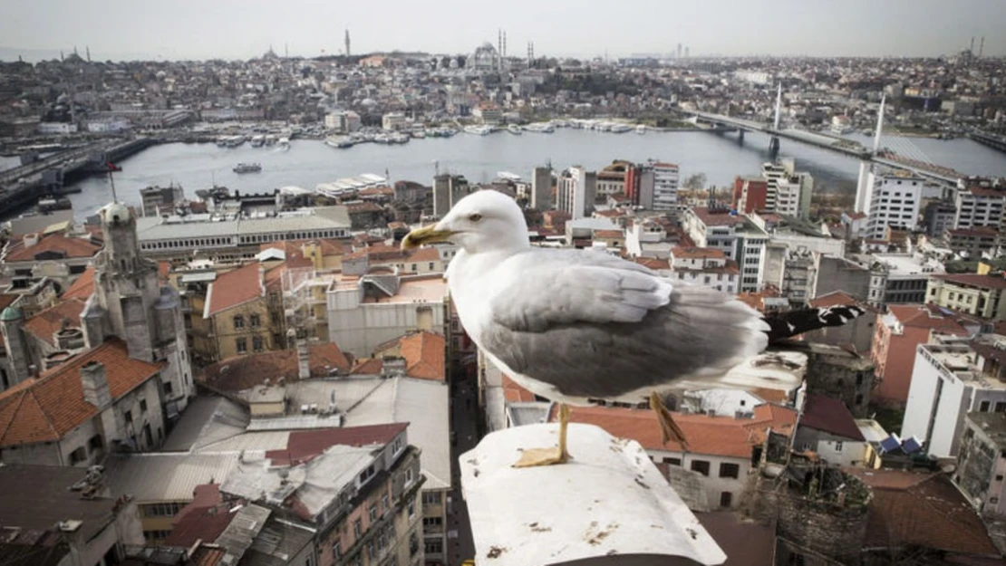 Katar, Haliç Altın Boynuz projesine yatırım yapacak