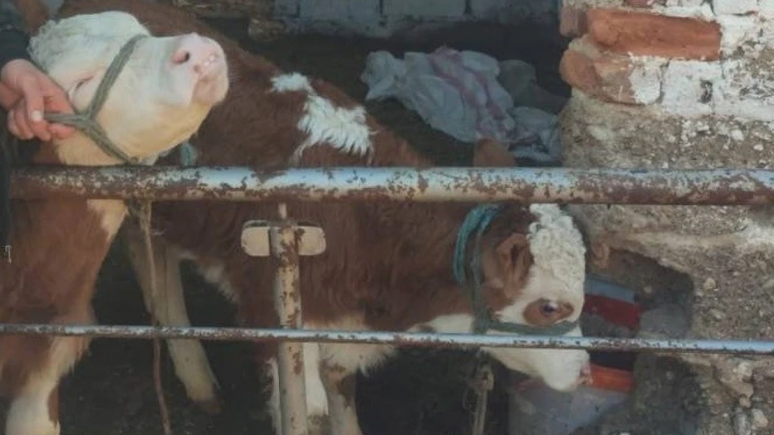 Kaybolan buzağıları jandarma ekipleri bularak sahibine teslim etti