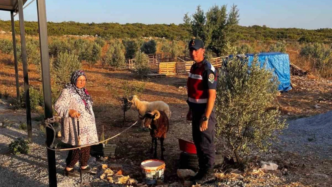 Kaybolan hayvanları jandarma buldu