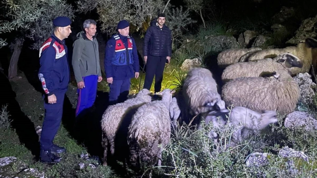 Kaybolan hayvanları jandarma buldu