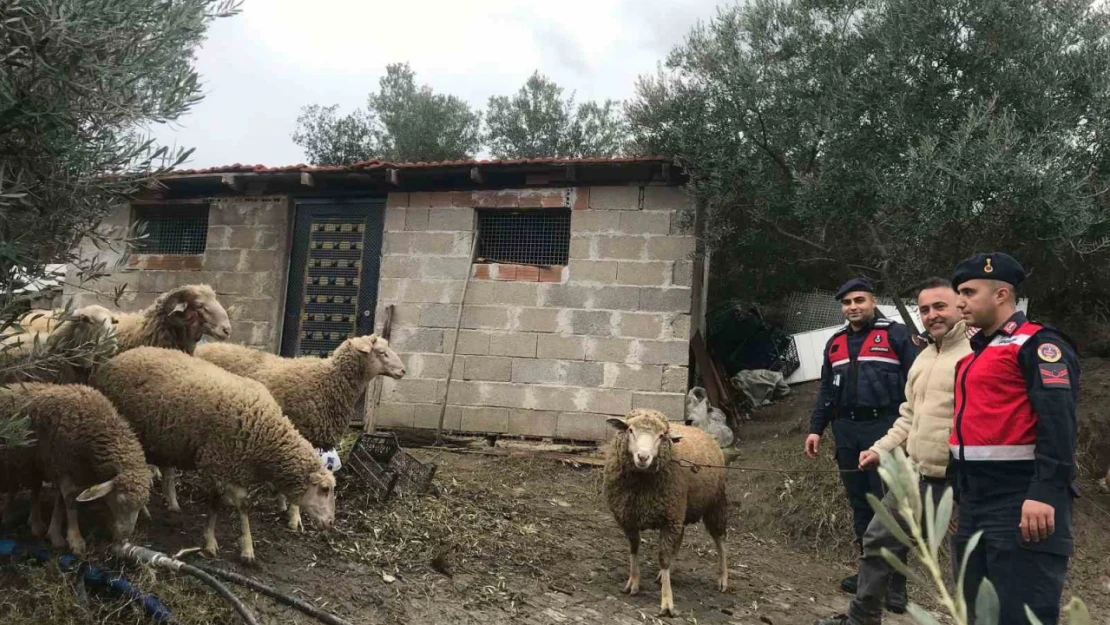 Kaybolan koyunları, jandarma kısa sürede buldu