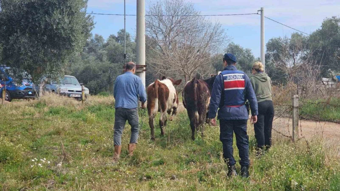 Kayıp hayvanları jandarma buldu