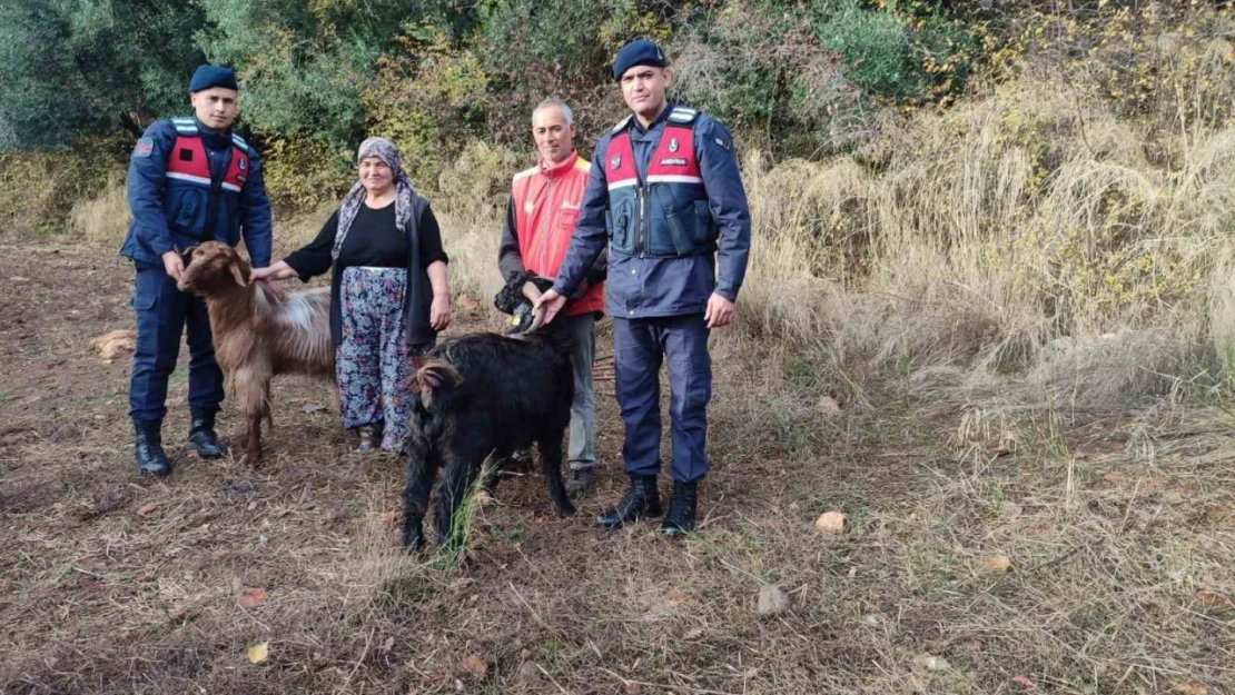 Kayıp keçileri jandarma ekipleri buldu