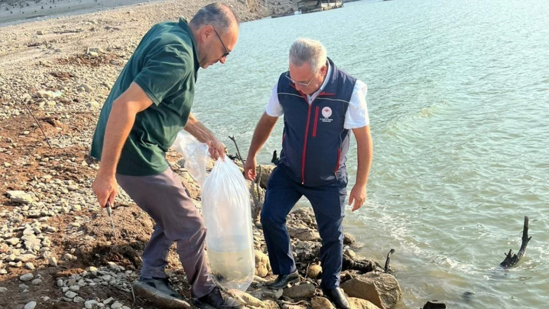 Kemer Barajı'na 600 bin adet sazan yavrusu bırakıldı