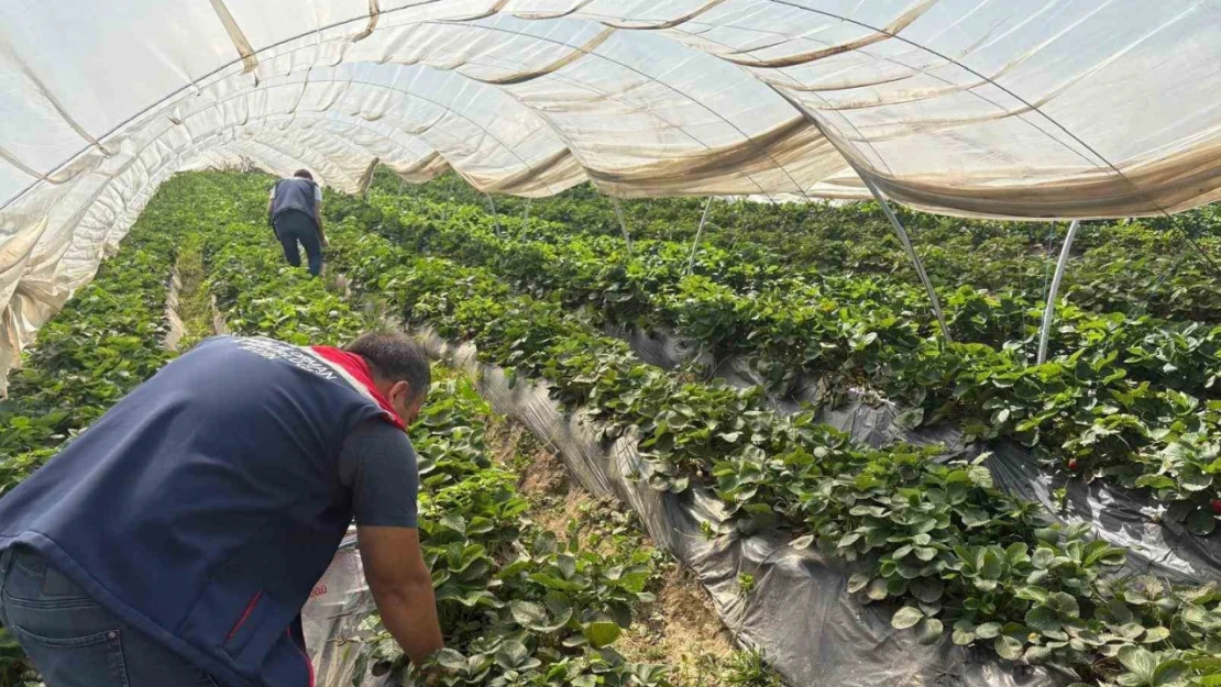 Koçarlı'da çileklere sıkı denetim