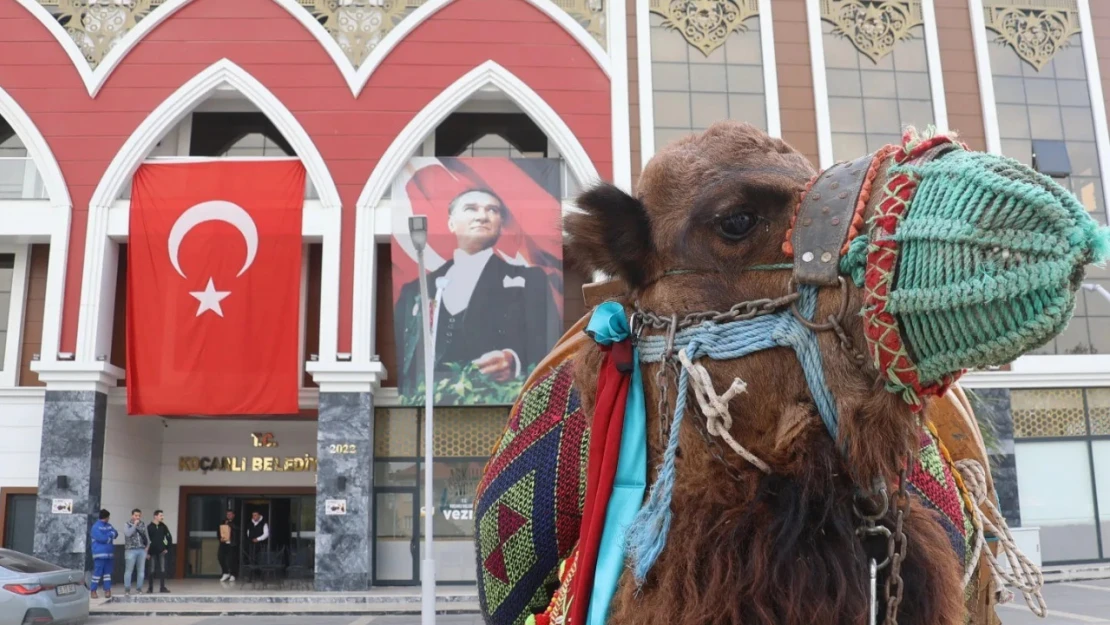 Koçarlı'da deve güreşi hazırlıkları tamamlandı