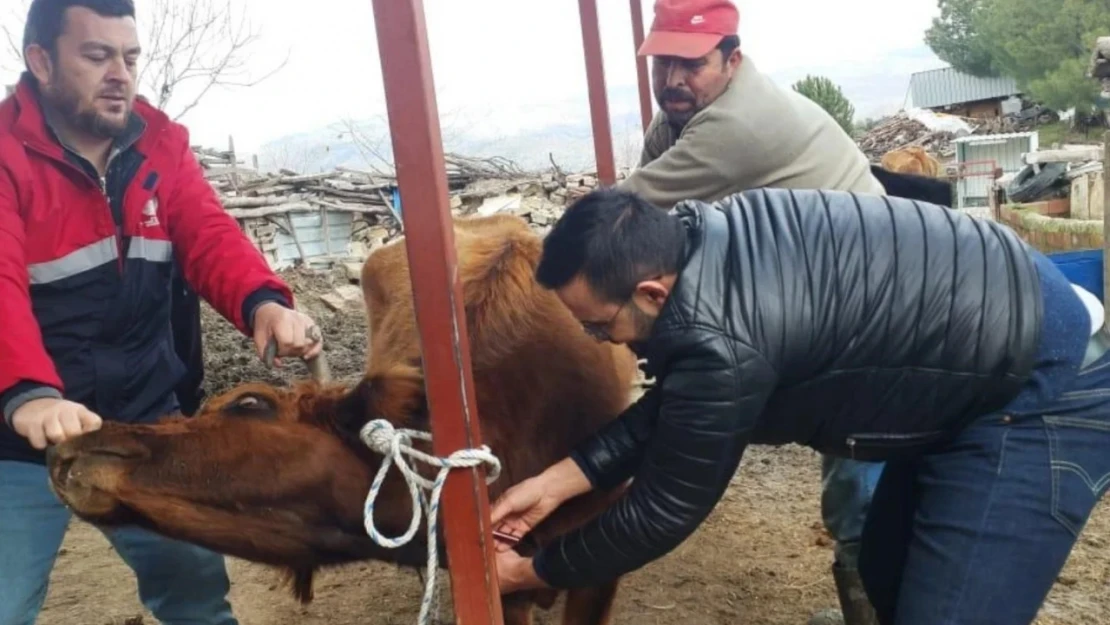 Koçarlı'da hayvan sağlığı çalışmaları sürüyor