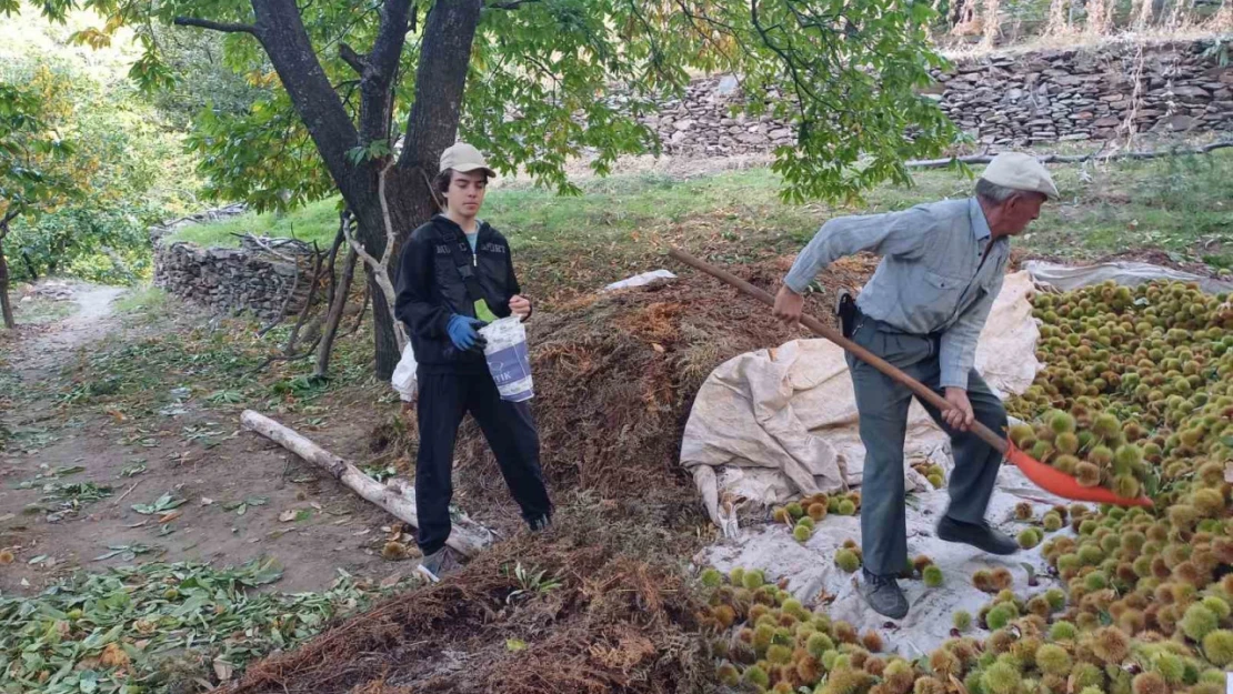 Köşk'te kestane hasadı devam ediyor