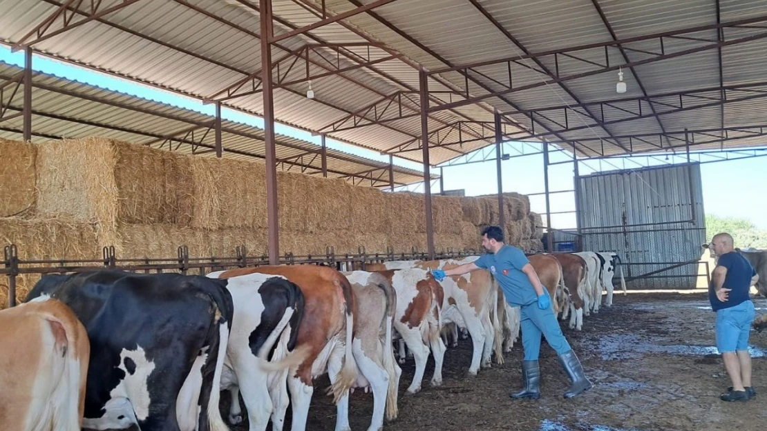 Köşk'te şap aşılaması başladı