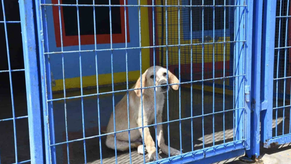 Kuşadası Belediyesi'nin orman yangınından kurtardığı can dostlar her geçen gün iyileşiyor