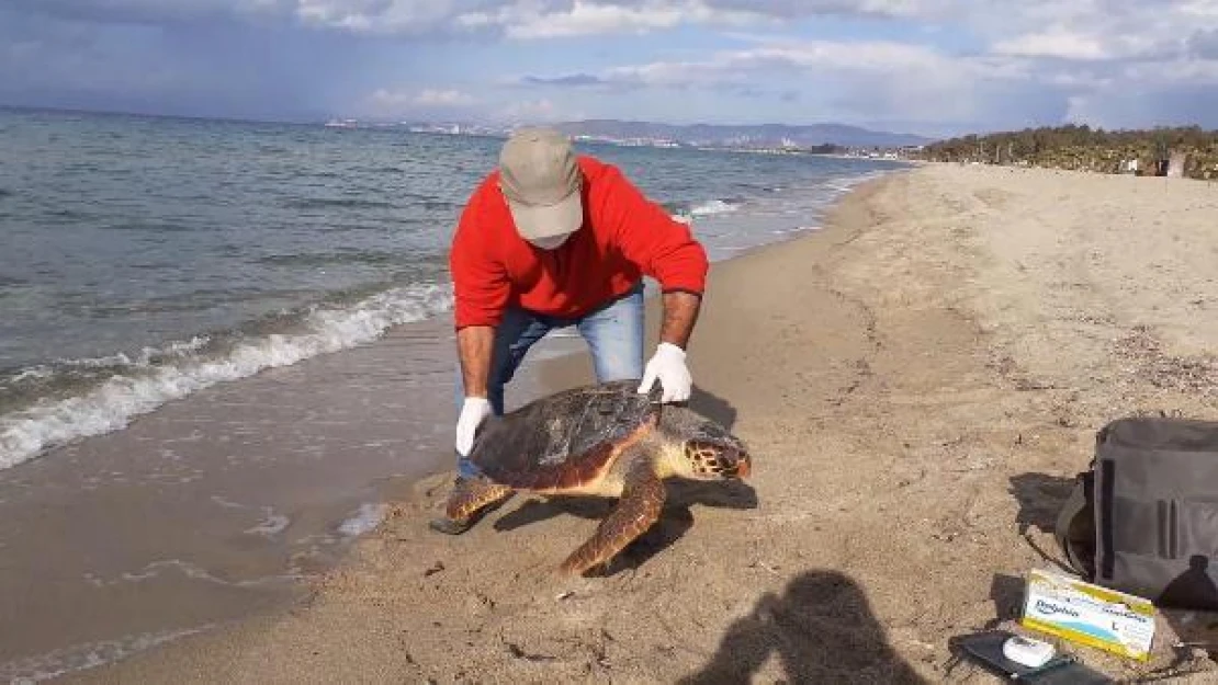 Kuşadası'nda 2 deniz kaplumbağası ölü bulundu