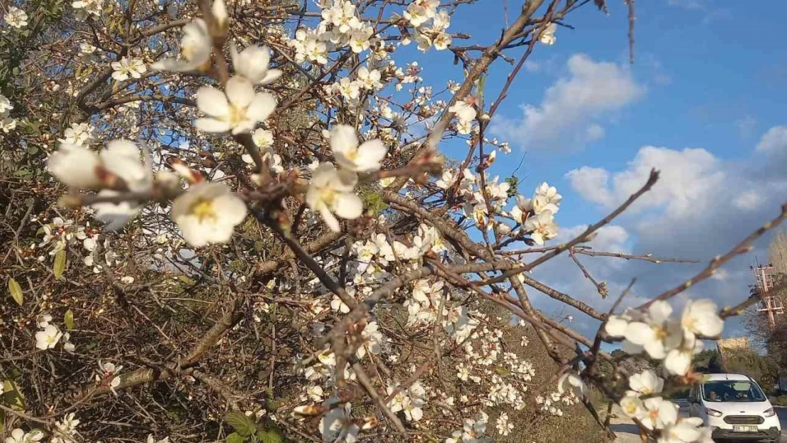 Kuşadası'nda bahar erken geldi