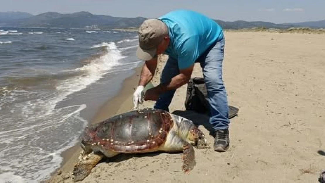 Kuşadası'nda deniz kaplumbağası kıyıya vurdu