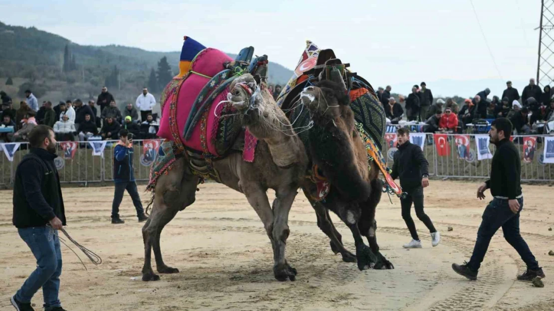 Kuşadası'nda deve güreşi festivali renkli görüntülere sahne oldu