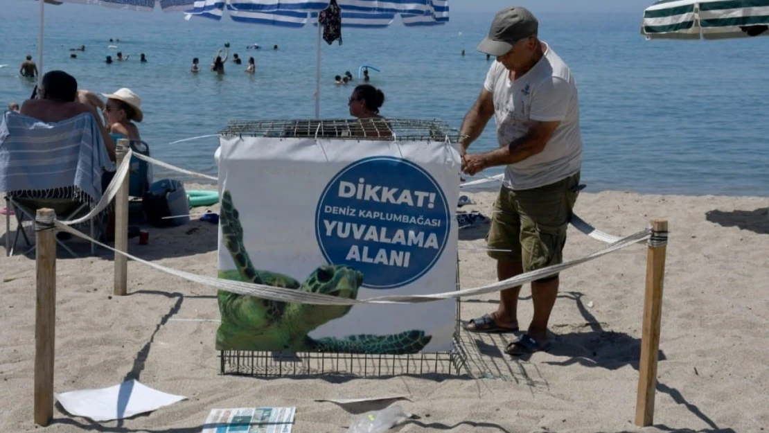Kuşadası'nda ilk caretta caretta yuvası belirlendi