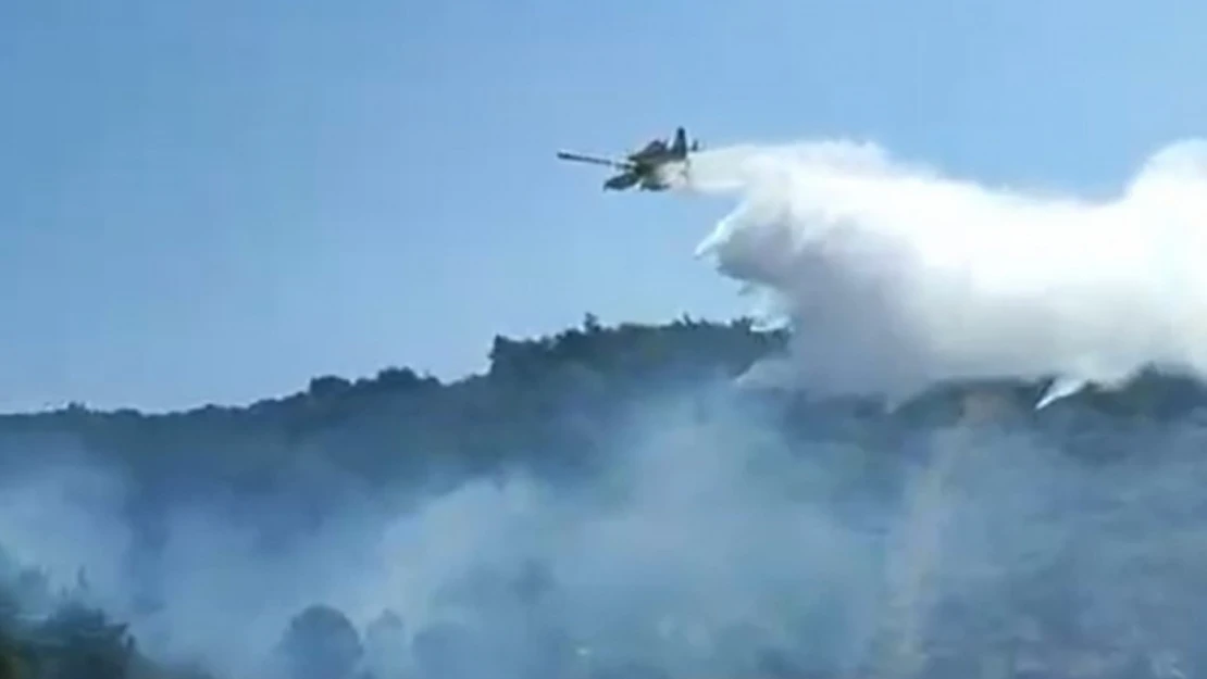 Kuşadası'nda orman yangını