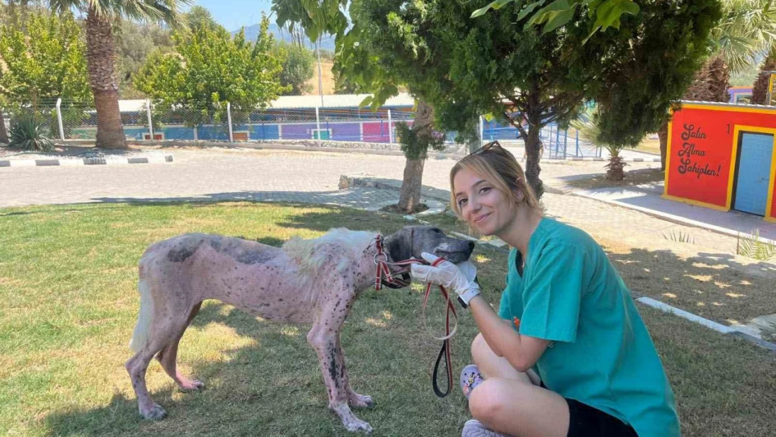 Kuşadası'nda orman yangınından kurtarılan köpek sağlığına kavuştu