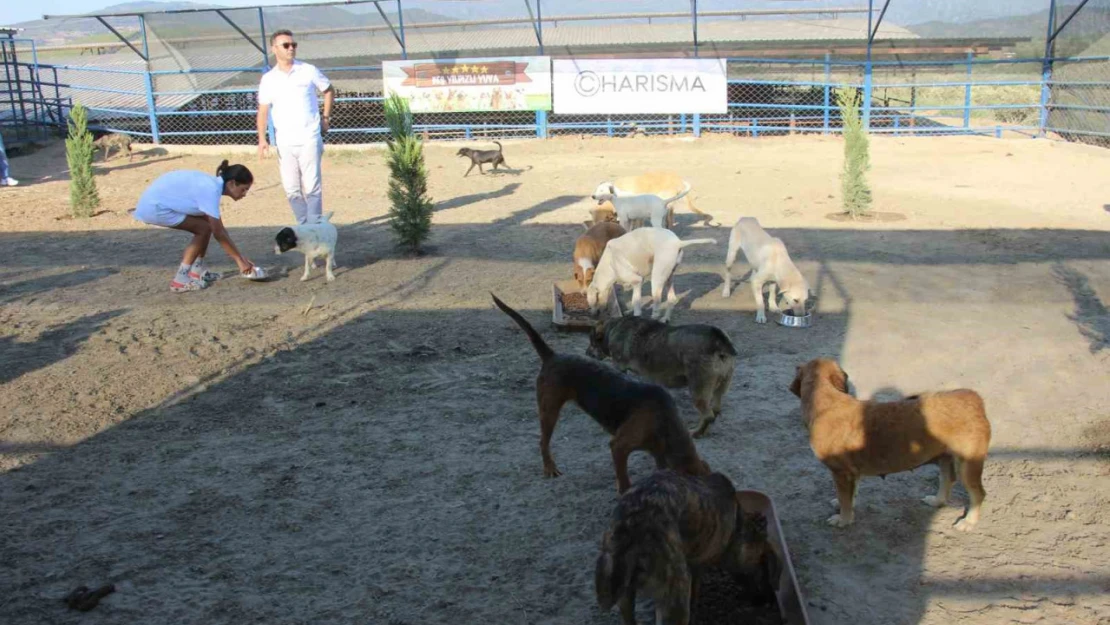 Kuşadası'nda sokak köpekleri için özel barınak