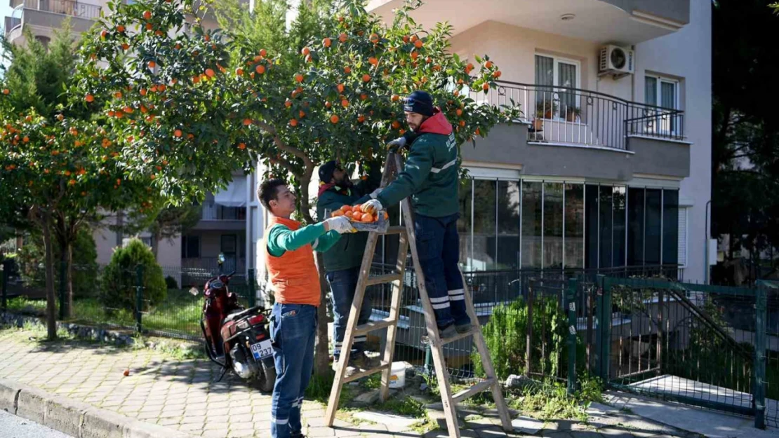 Kuşadası'nda turunç meyvesinin en tatlı yolculuğu başladı