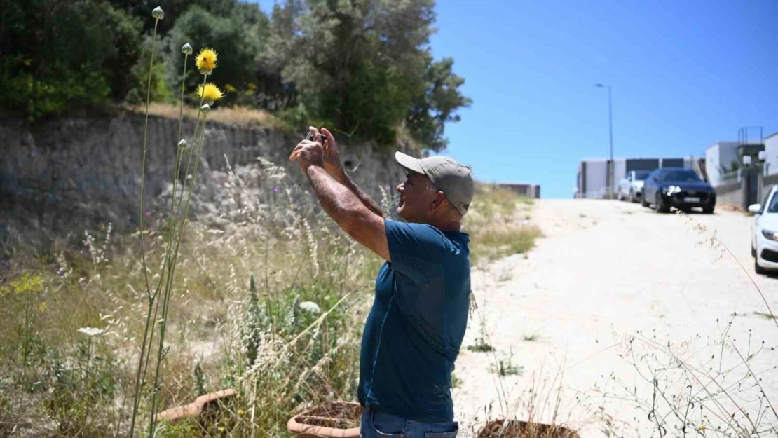 Kuşadası'nın sembolü 'Tülüşah' çiçek açtı