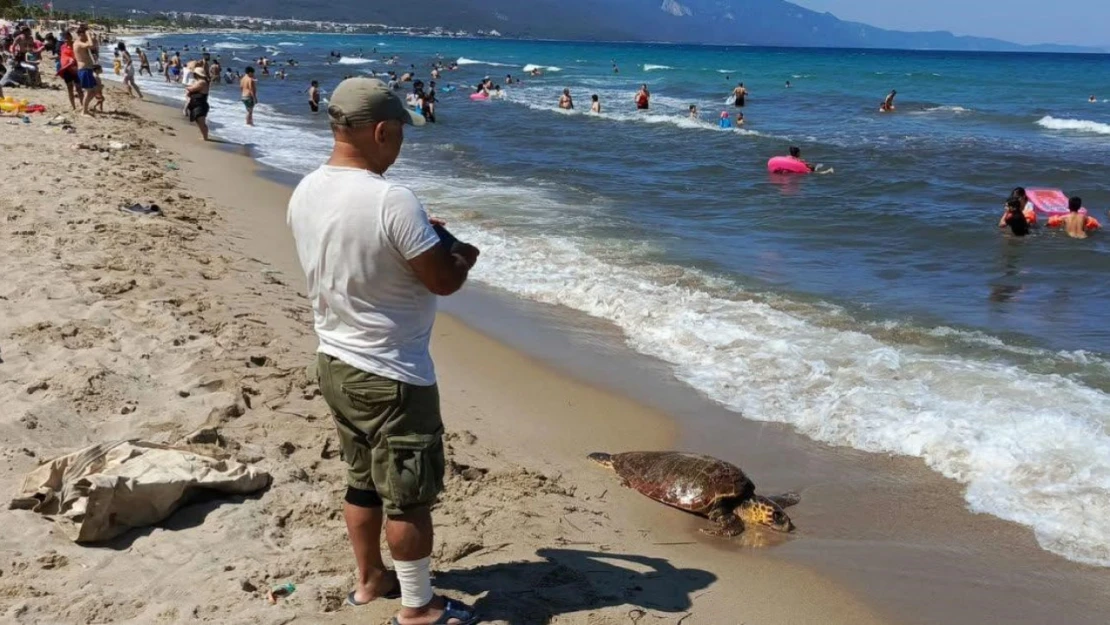 Kuşadası sahiline Caretta Caretta cinsi deniz kaplumbağası vurdu