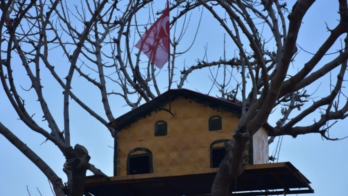 Kuşlar üşümesin diye saray yavrusu yaptı