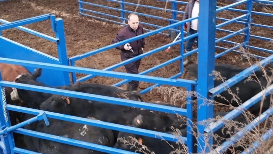 Kuyucak'ta besilik hayvan denetimi ve şap aşılaması