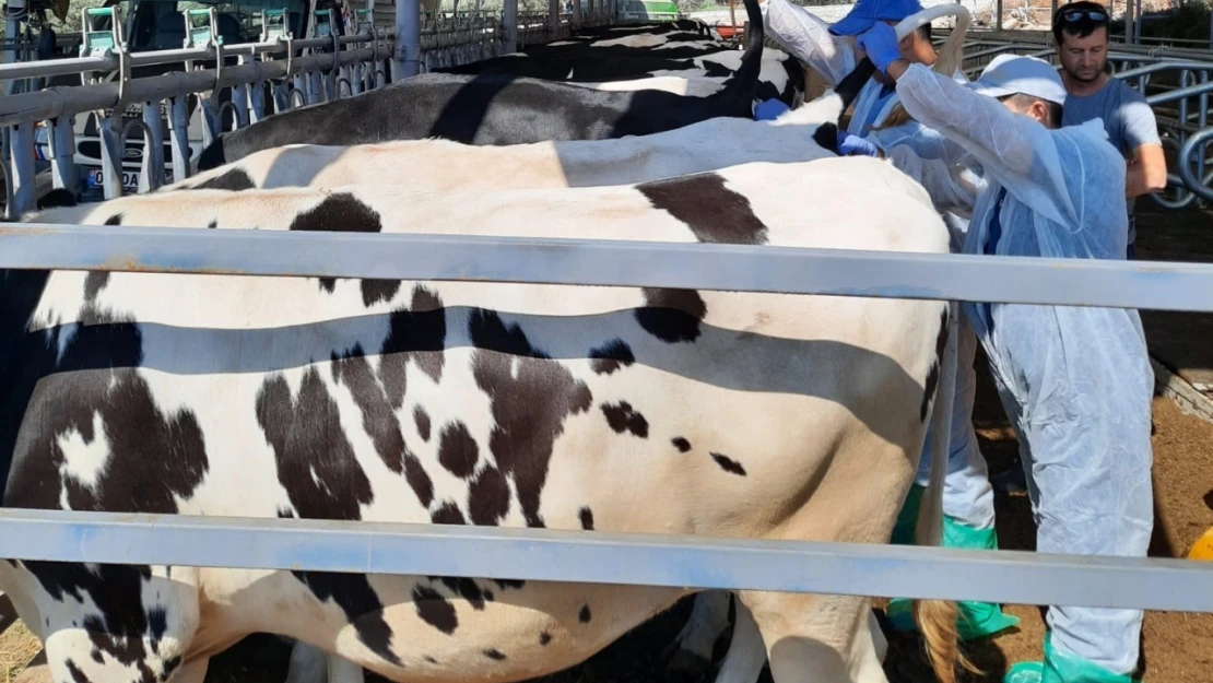 Kuyucak'ta hayvan sağlığı için kan örnekleri alındı