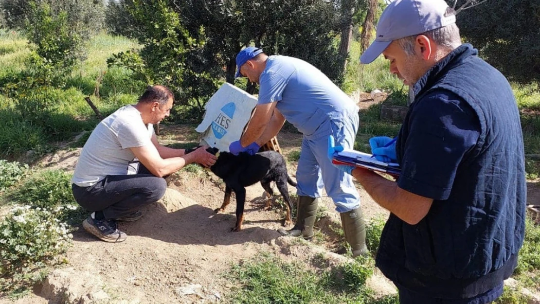 Kuyucak'ta kedi ve köpeklere kuduz aşısı yapıldı