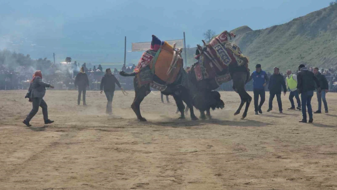 Kuyucak'taki deve güreşlerini 15 bin kişi izledi