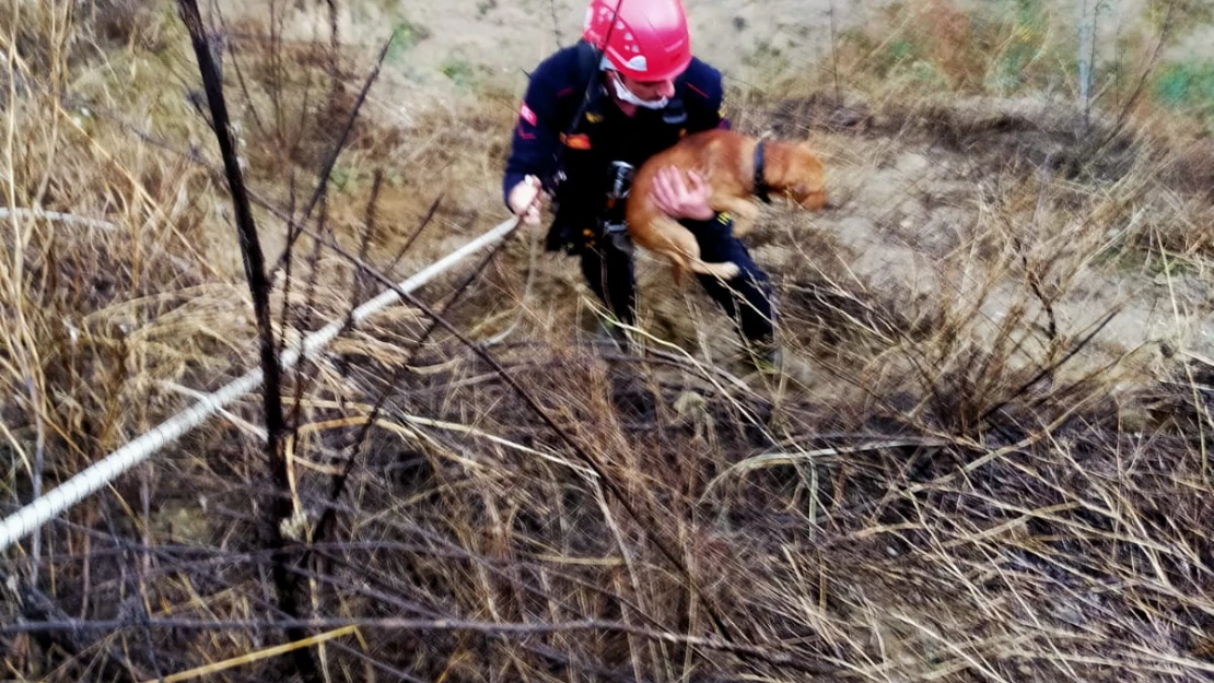 Mahsur kalan köpeği itfaiye ekipleri kurtardı