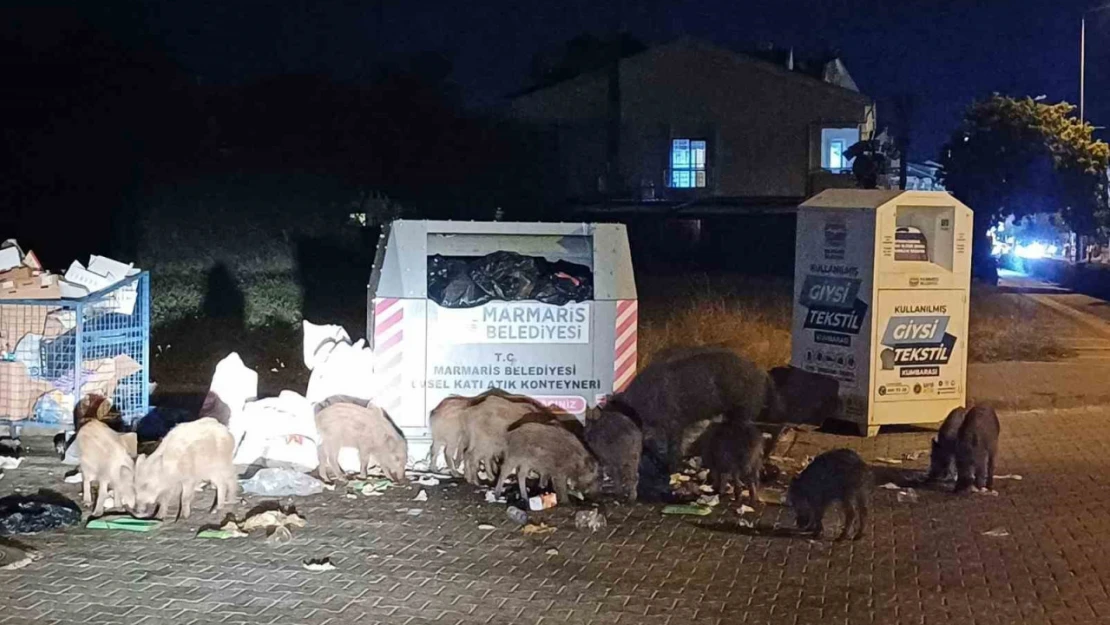 Marmaris Belediyesi'nin duyarsızlığı şehri domuz çiftliğine çevirdi