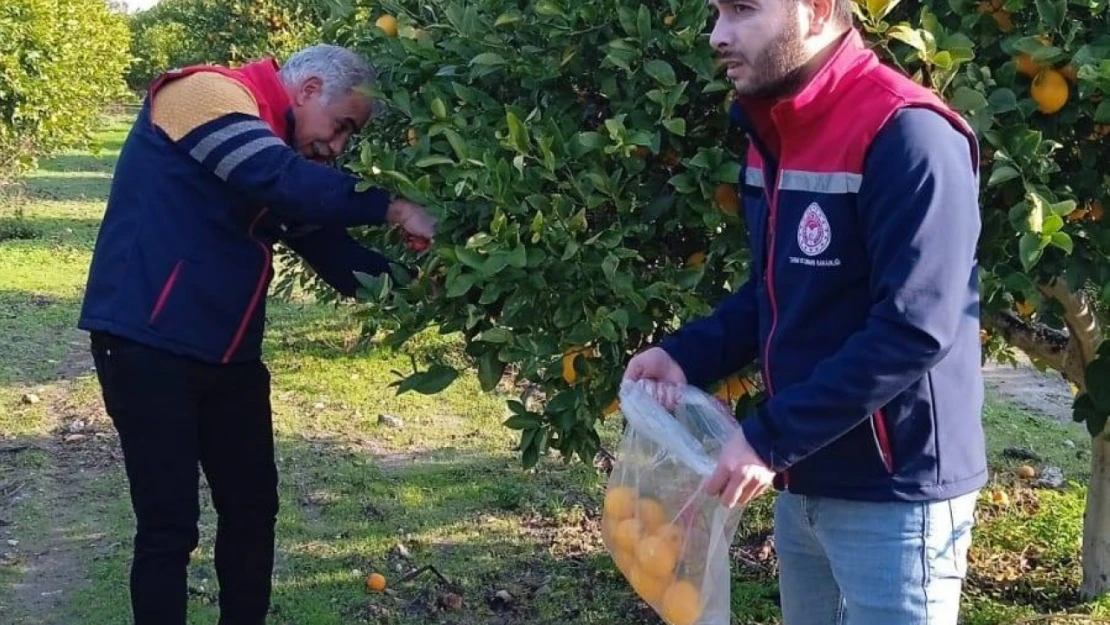 Narenciyede numune alımları sürüyor