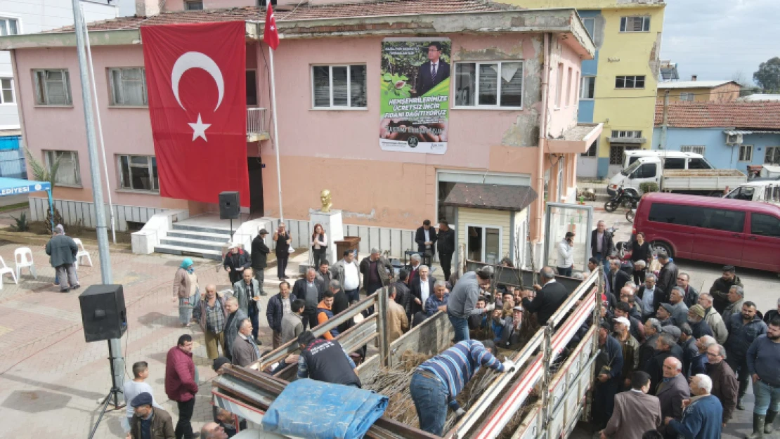 Nazilli Belediyesi'nden üreticilere 30 bin incir fidanı