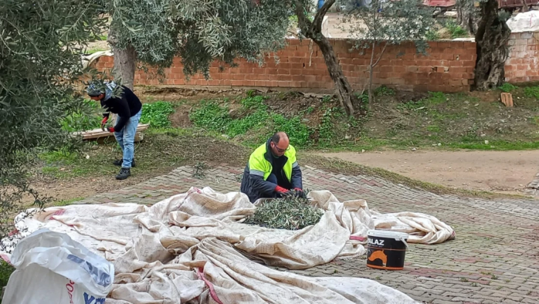 Nazilli Belediyesi, zeytin hasadına başladı