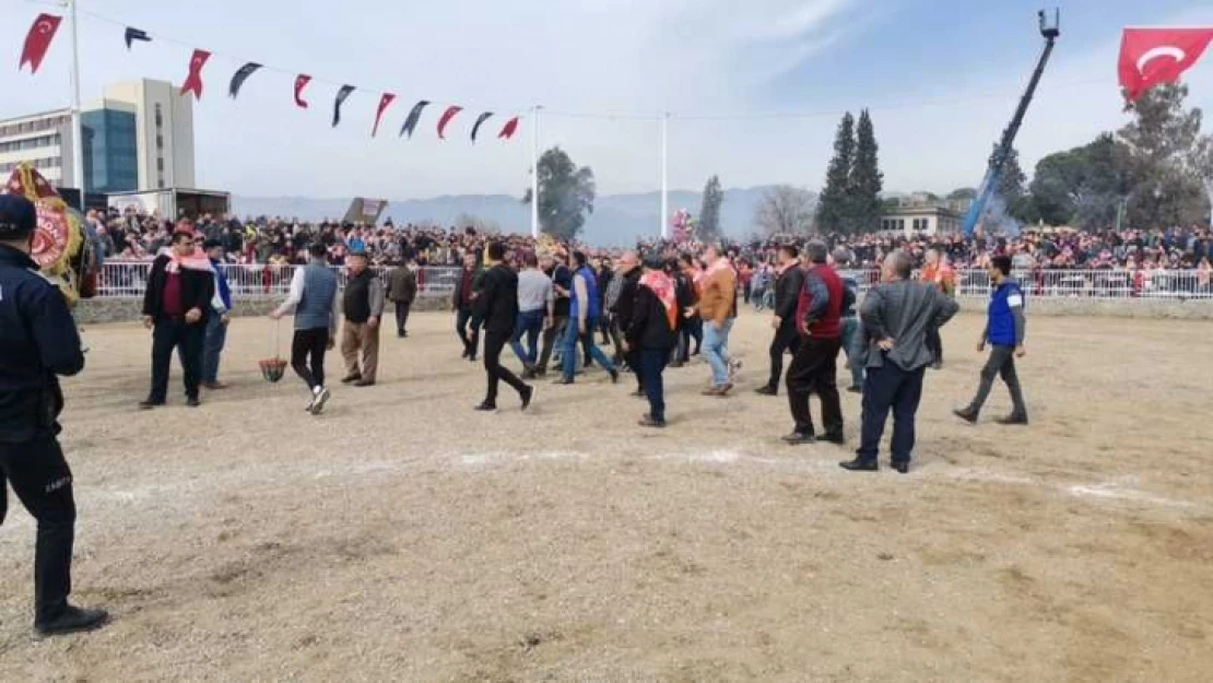 Nazilli'de deve güreşlerinde gergin anlar