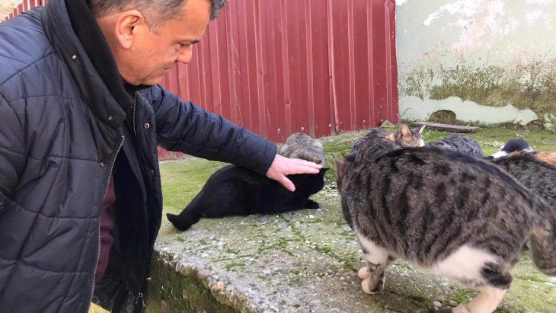 Nazilli'de doktorun kedi sevgisi