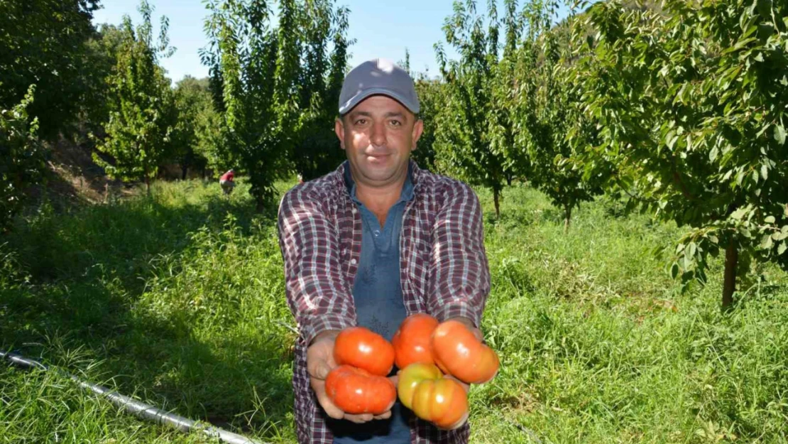 Nazilli'de domates hasat etkinliği yapıldı