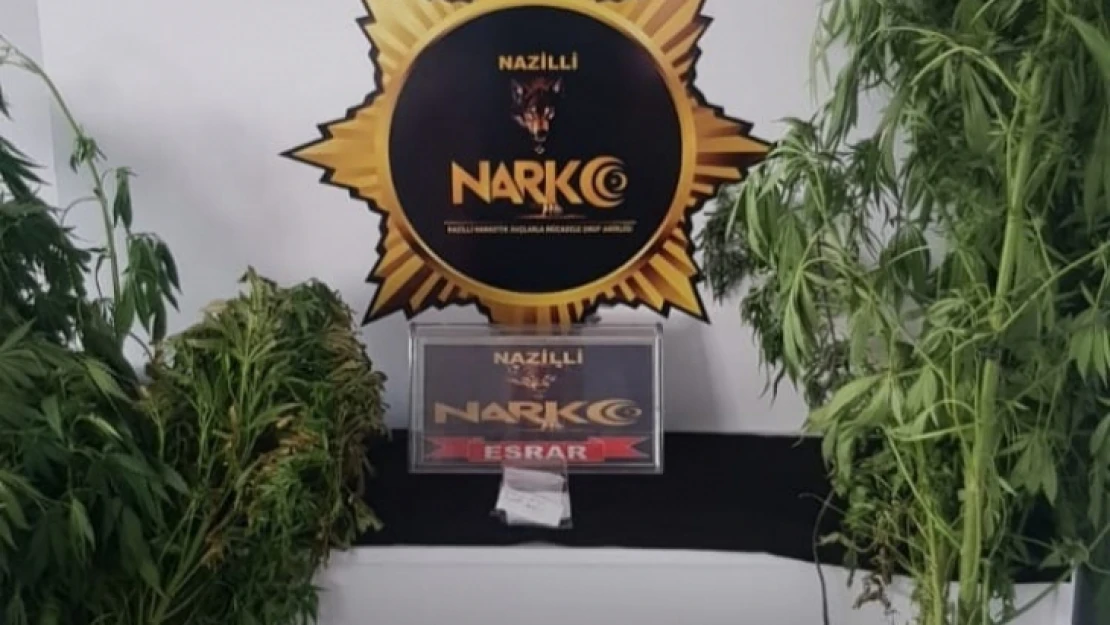 Nazilli'de Hint keneviri ele geçirildi