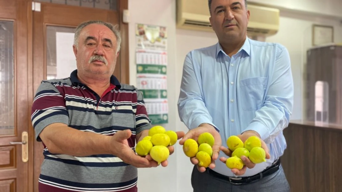 Nazilli'de ilk incir, resmi olarak tescillendi