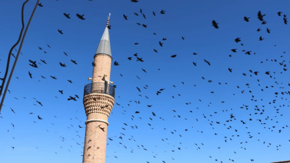 Nazilli'de kargaların dansı, görsel şölene dönüştü