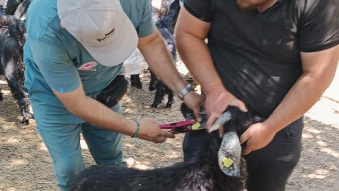 Nazilli'de küçükbaş hayvanlara veba ve çiçek aşısı yapıldı