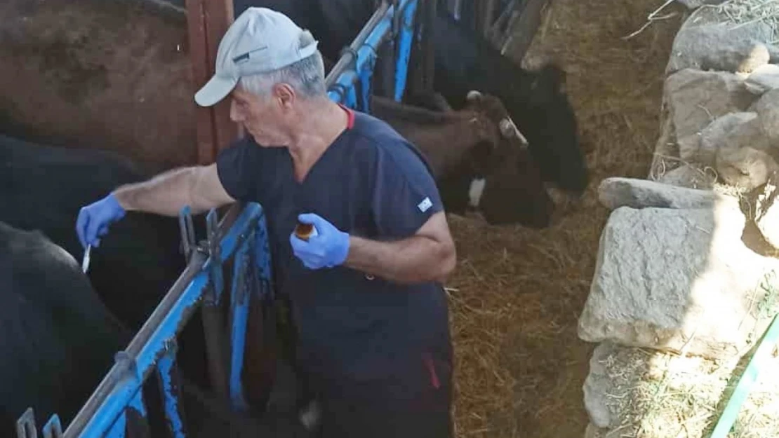 Nazilli'de şap hastalığına karşı aşılama çalışmaları sürüyor