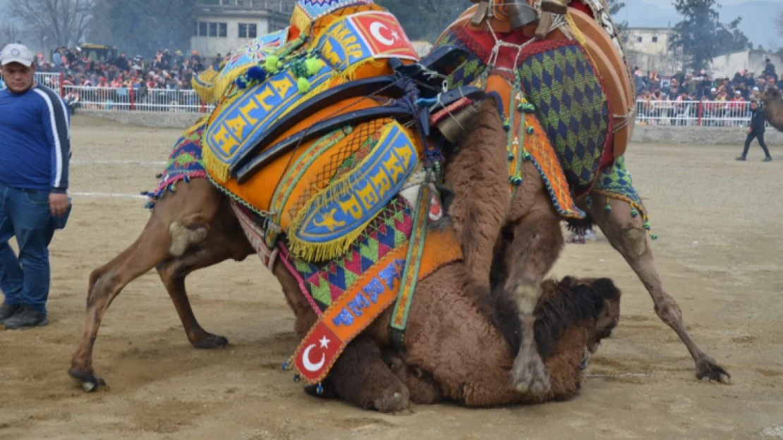 Nazilli deve güreşleri panayır havasında geçti