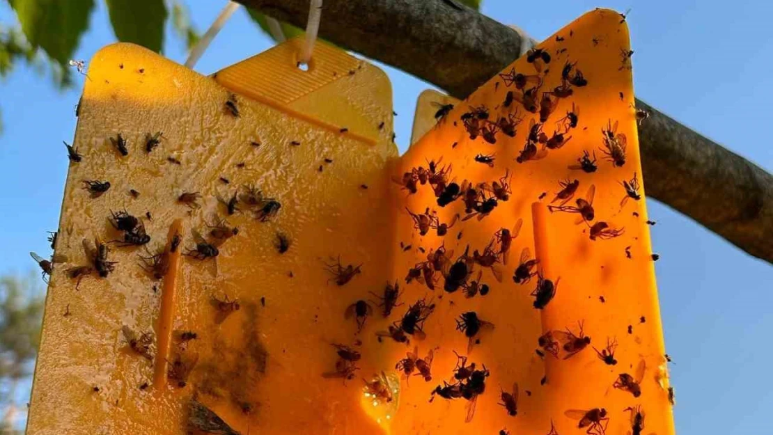 Nazillili üreticilere 'kestane gal arısı' uyarısı