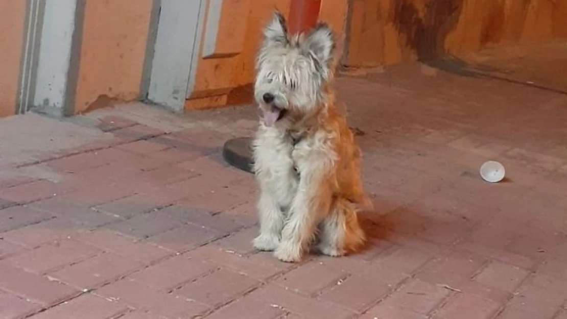 'Odi' her yerde aranıyor