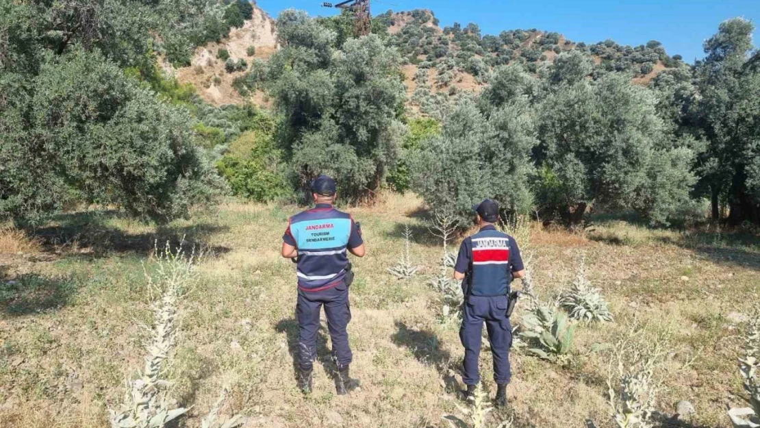 Ormanlık alanda mangal yakan 2 kişi yakalandı