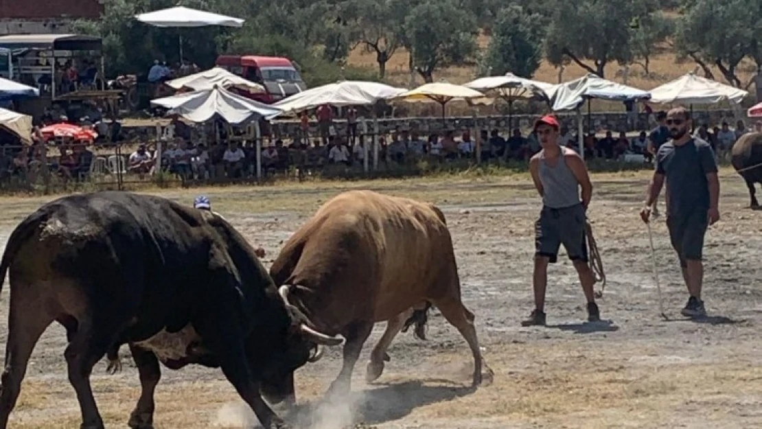 Ortaklar'da boğalar, kıran kırana güreşti