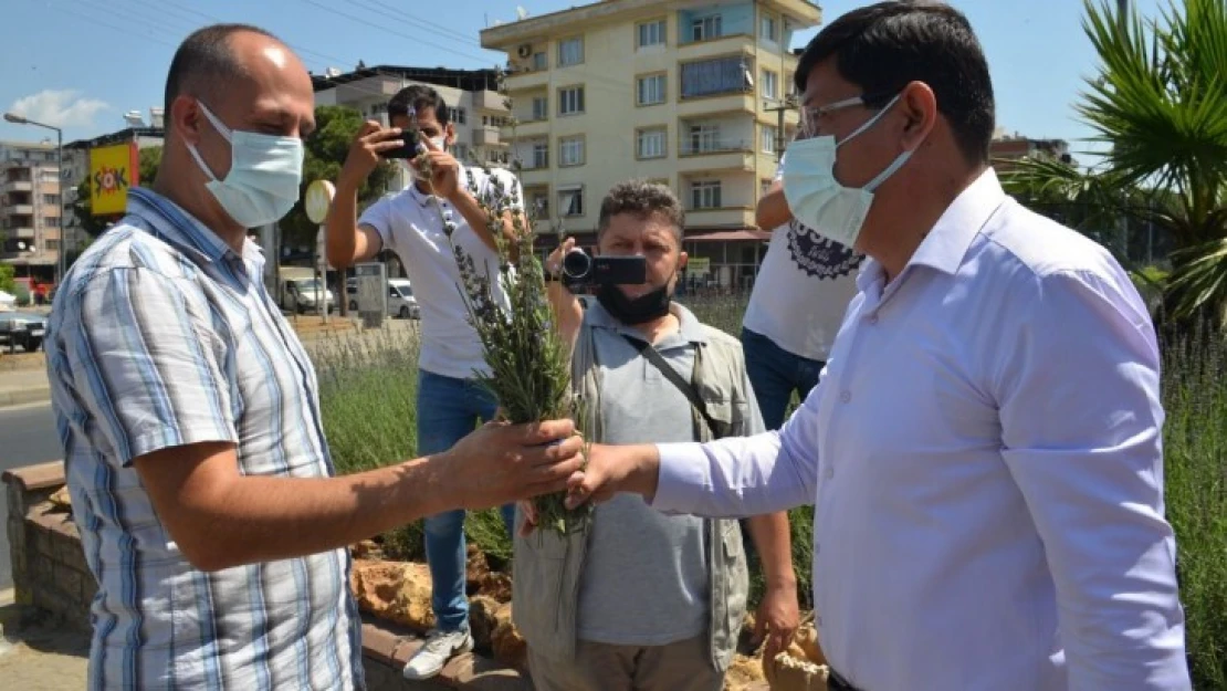 Özcan, lavantaların ilk hasadını yaptı