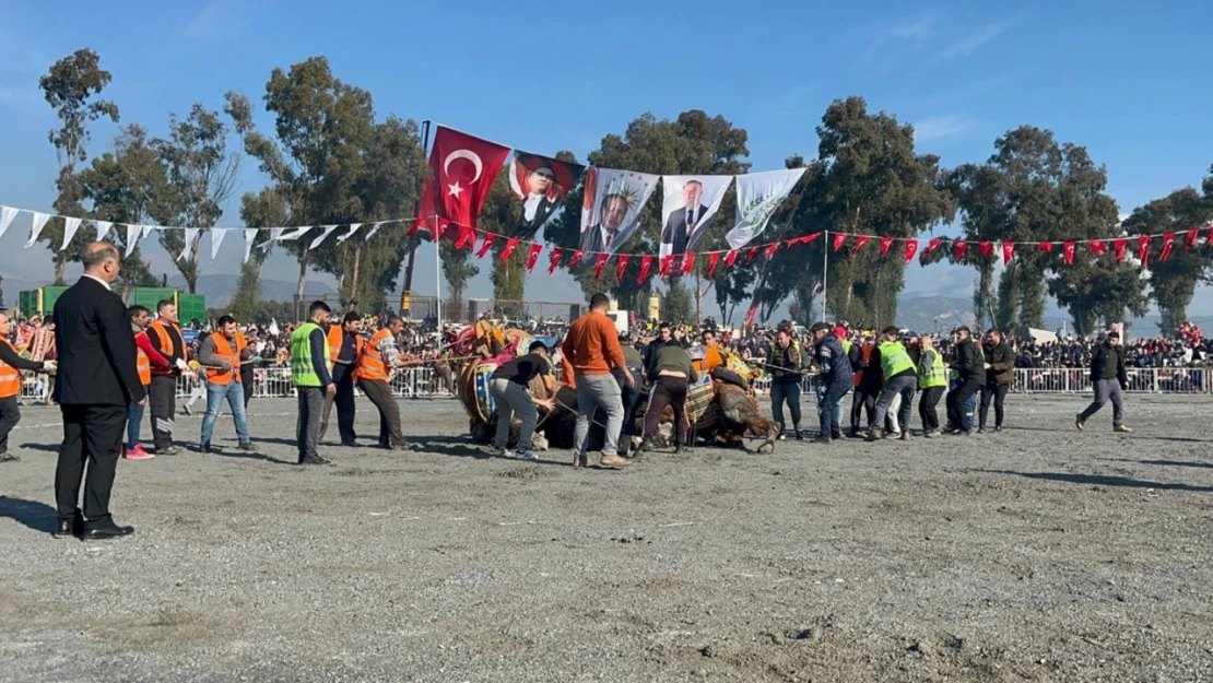 Pehlivan develer yılın ilk güreşinde İncirliova'da kozlarını paylaştı